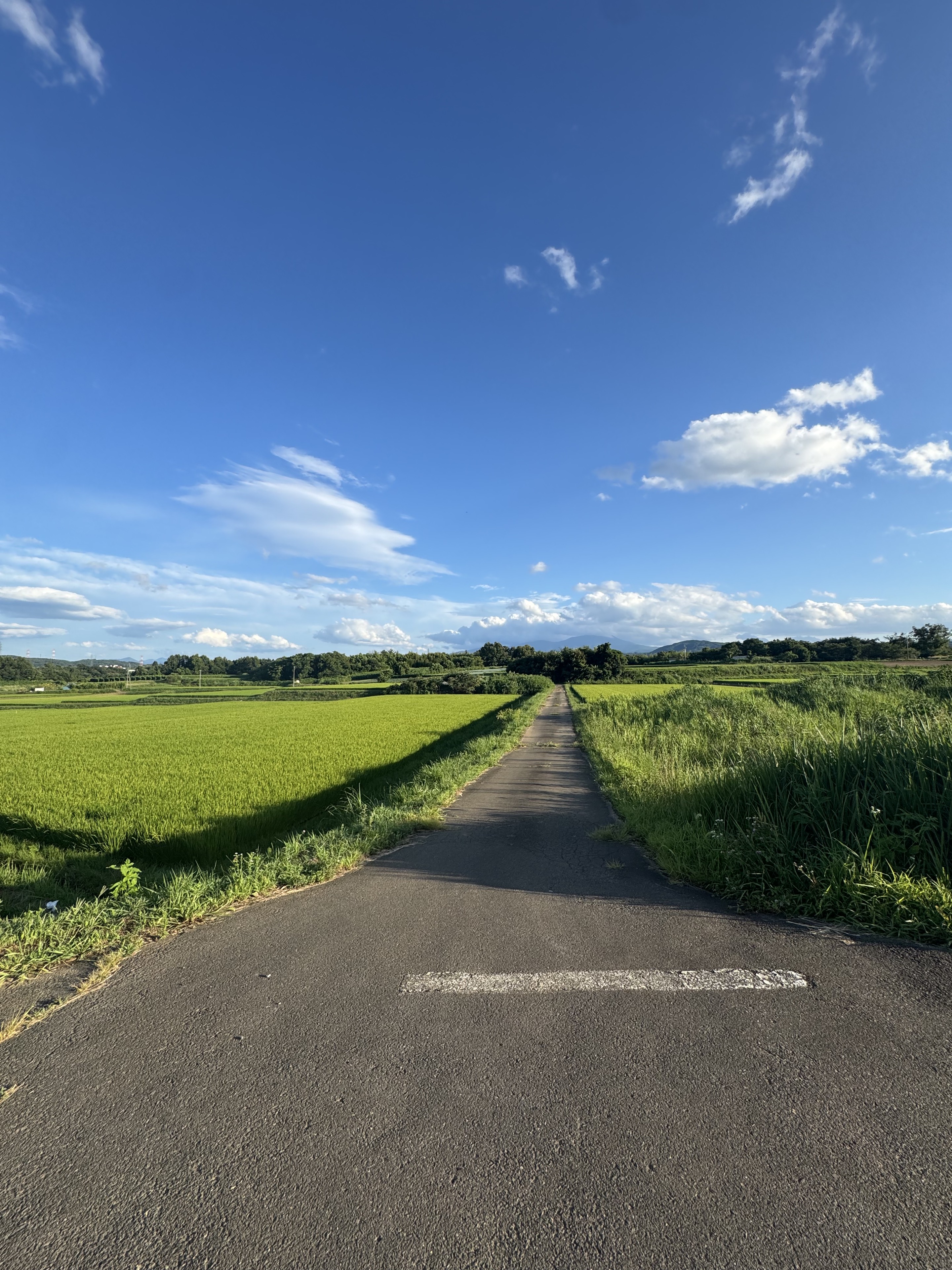 八重原の青空と緑の田畑を抜ける道