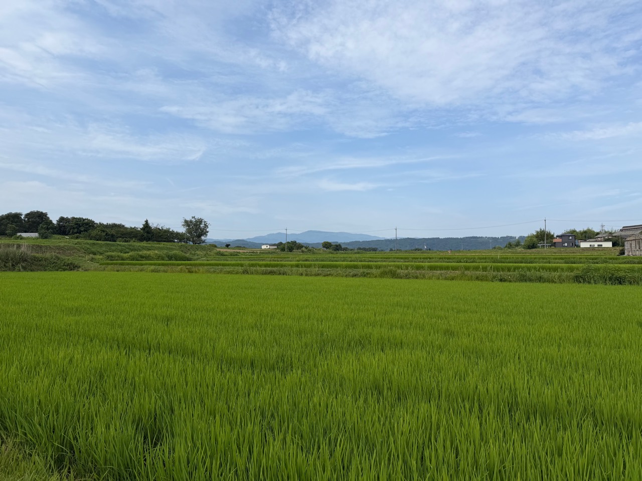 八重原に広がる鮮やかな緑の田園