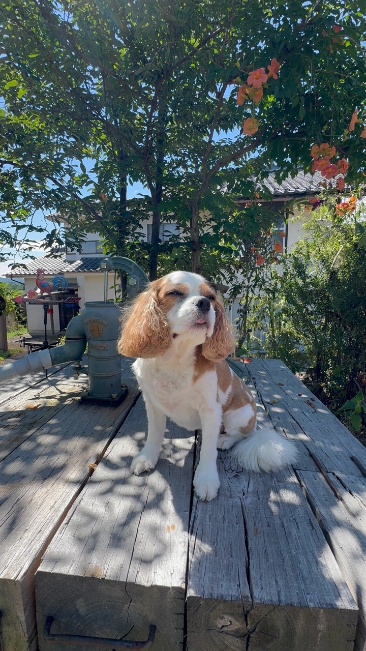 木漏れ日の中で気持ちよさそうに座るアンバサダー犬のはなちゃん