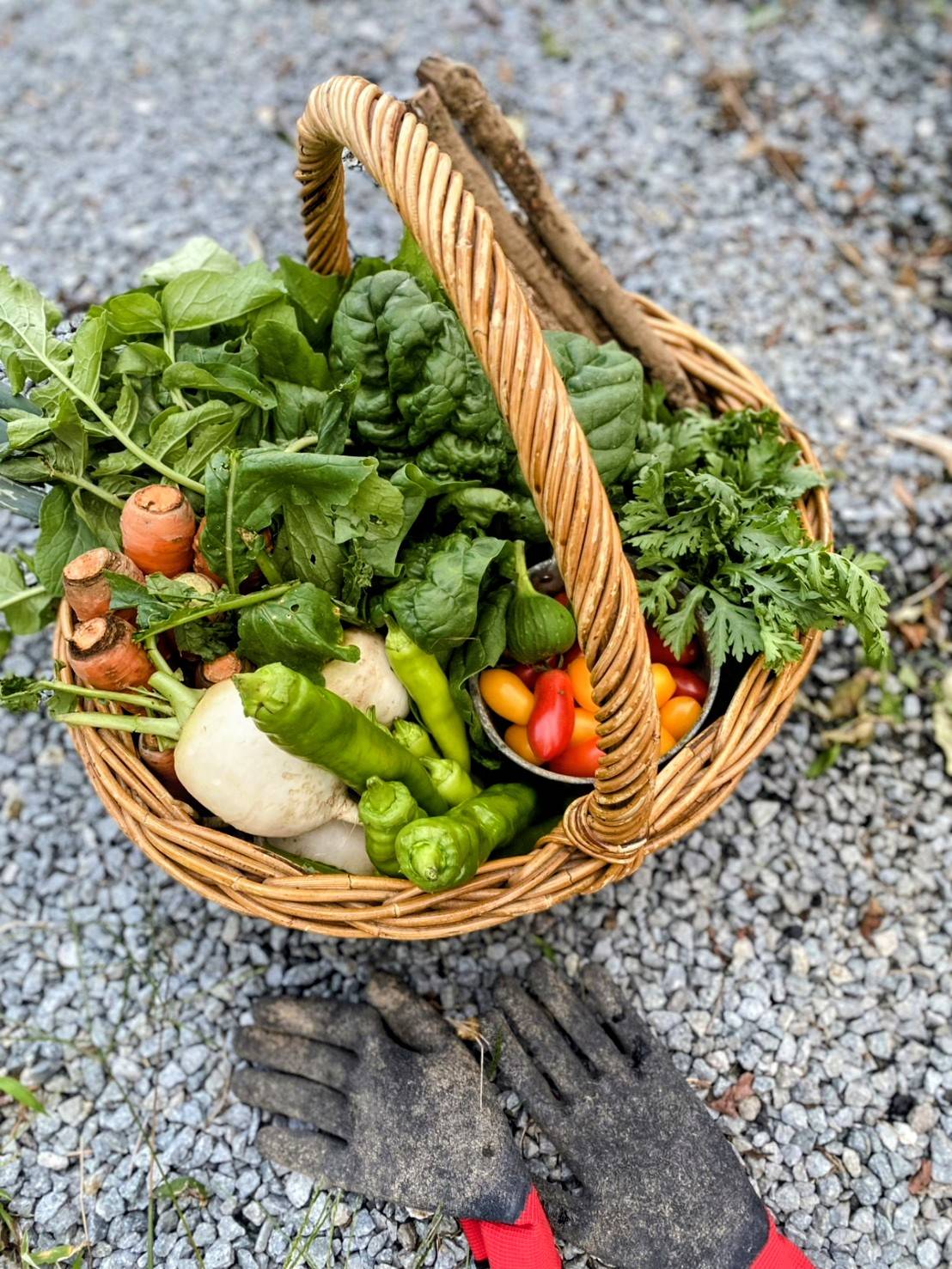 畑で採れた色とりどりの野菜が入ったかご